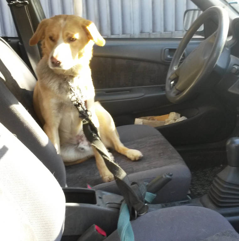 Cane chiuso in auto soccorso OK