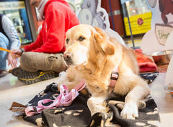 Cani da pet therapy alla Coop