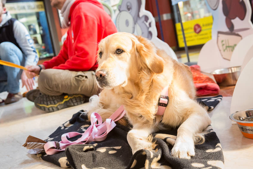 Cani da pet therapy alla Coop
