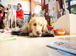 Cani da pet therapy alla Coop