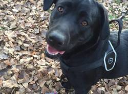 Smarrito un Labrador