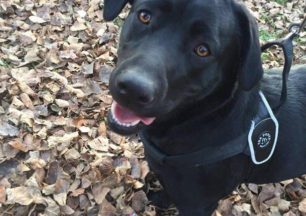 Smarrito un Labrador