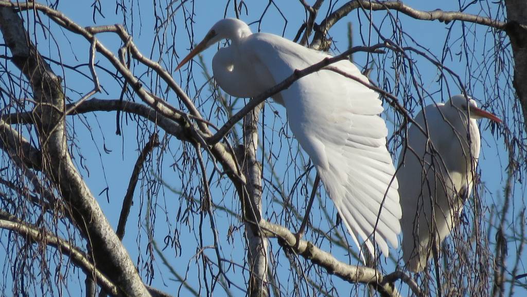 Oasi della Brushera Angera