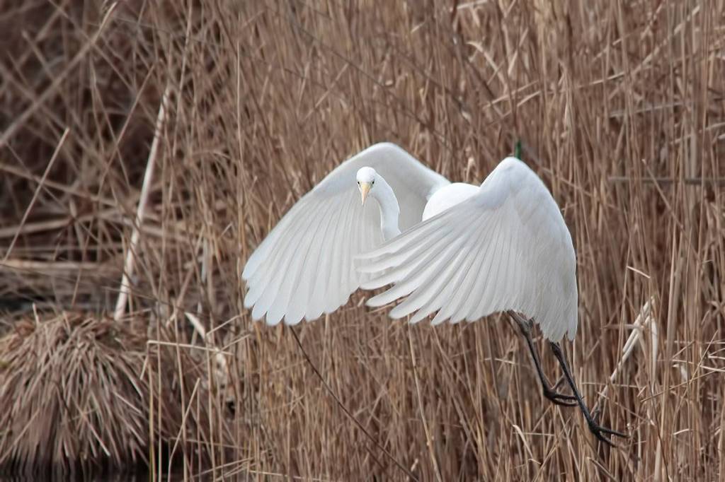 Airone Bianco maggiore