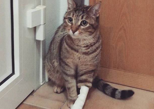 Birba e la zampina ferita