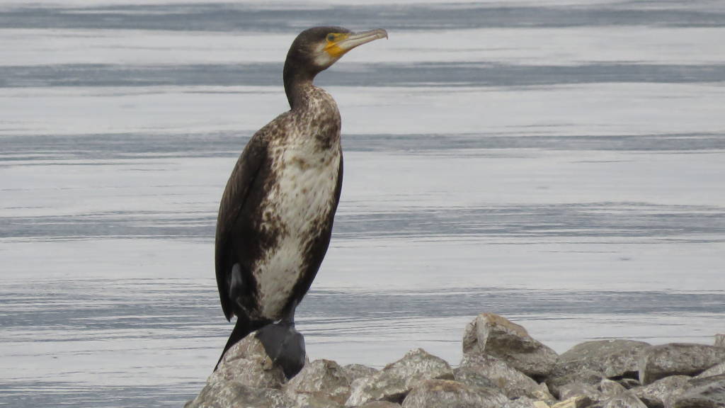 Cormorani