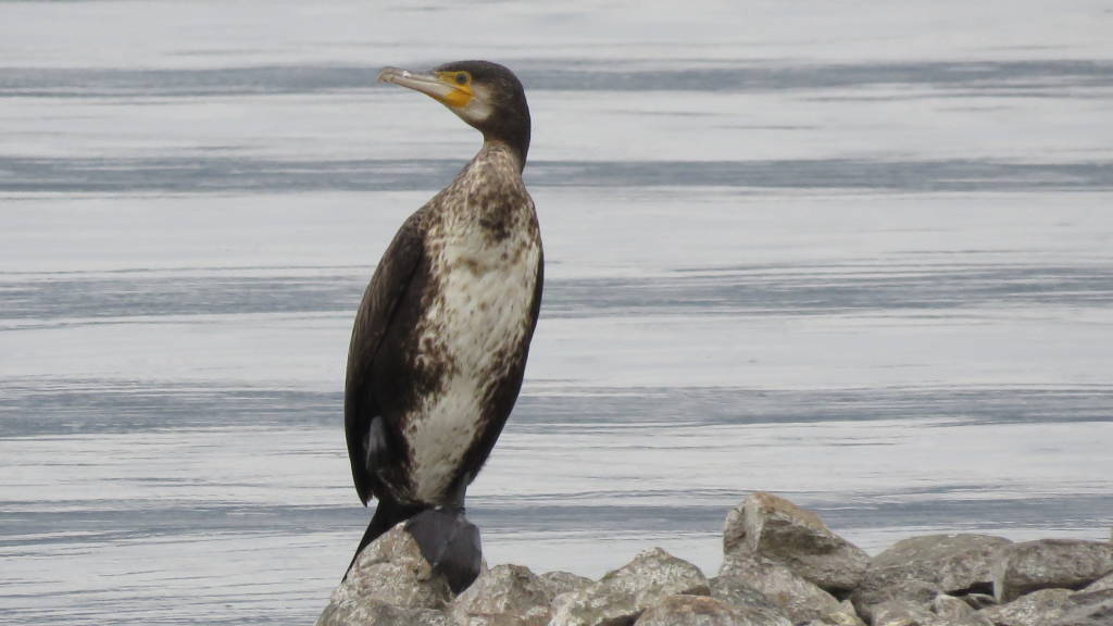 Cormorani