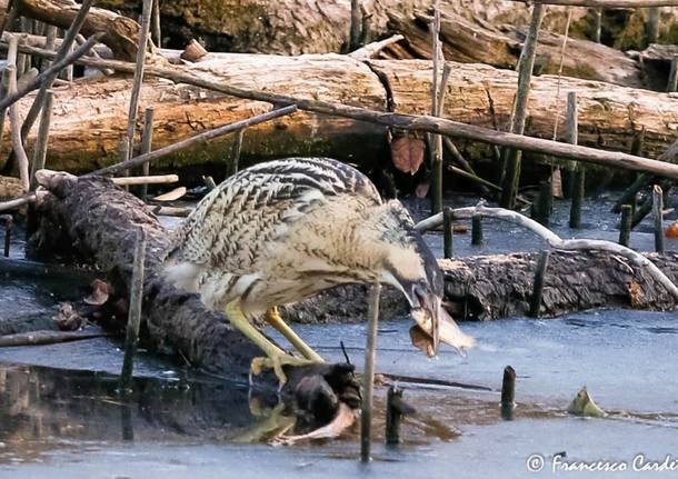 Per conoscere meglio il Tarabuso