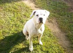 Dogo argentino rubato
