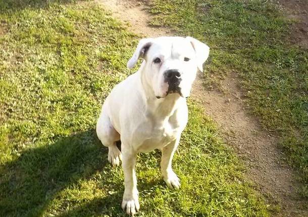 Dogo argentino rubato