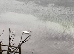 Gasolio nel Ticino a Sesto Calende