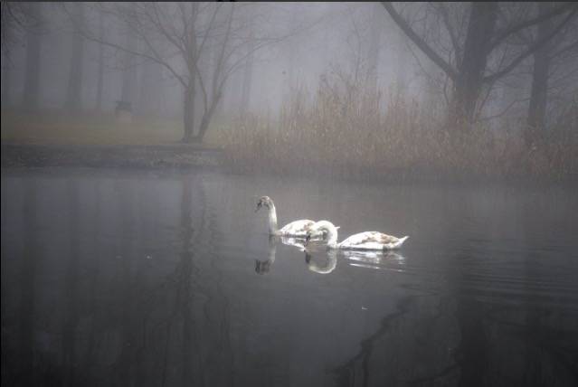 il fascino della nebbia al lago di Varese