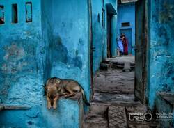 marco urso Copyright 18