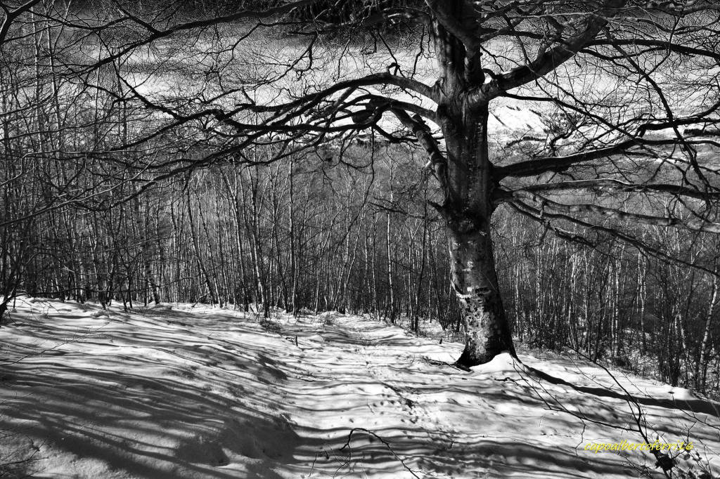 Neve all'Alpone di Curiglia 