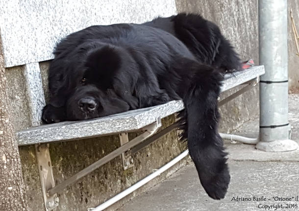 Orione triste senza neve