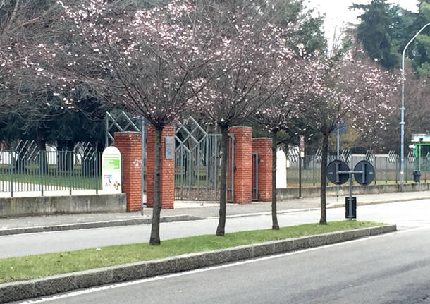 Primavera fiori alberi busto arsizio