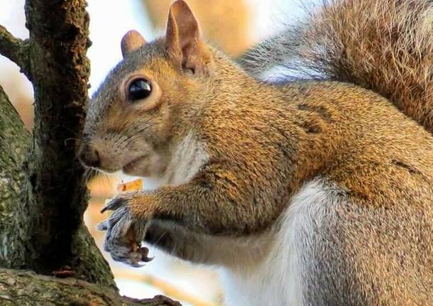 Scoiattoli al parco