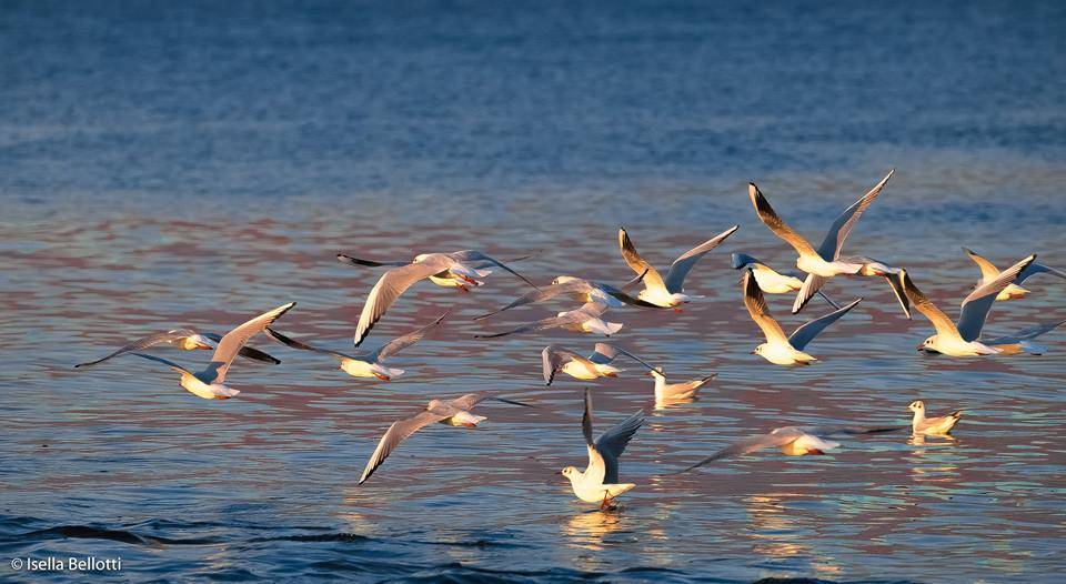 Il volo dei gabbiani