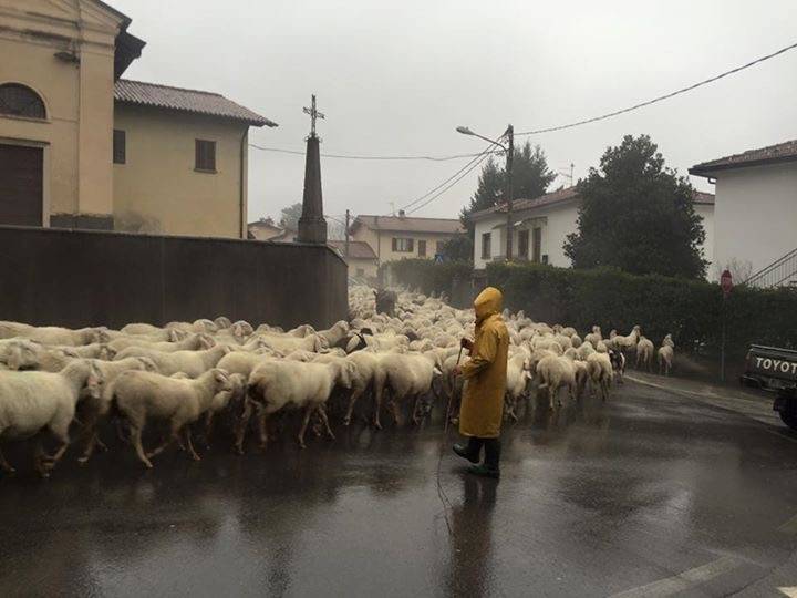 Pecore a Morosolo