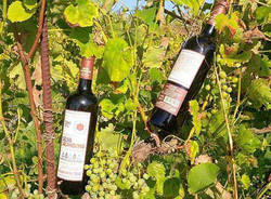 Vino anticamorra