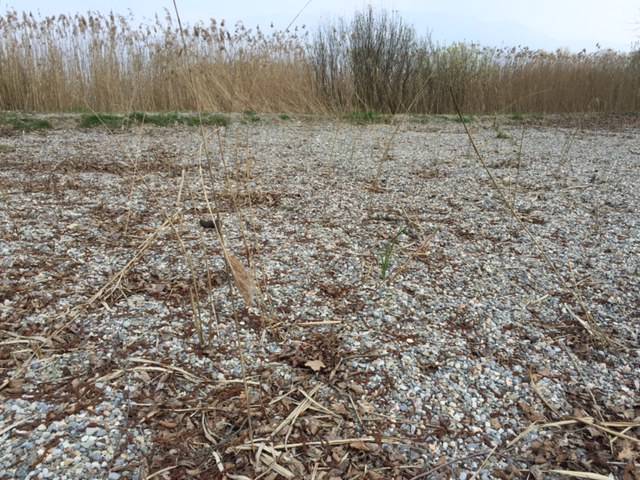 Acqua da ripulire? Ci pensa la "cannetta del lago"