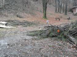 cadegliano viconago, parco argentera, taglio piante marzo 2016