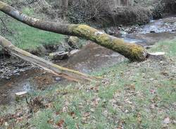 cadegliano viconago, parco argentera, taglio piante marzo 2016