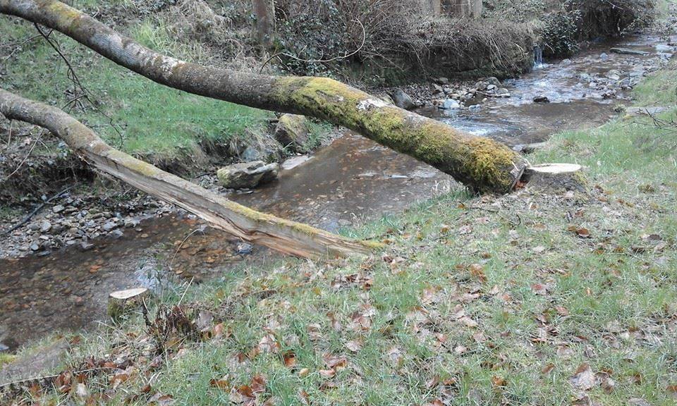 cadegliano viconago, parco argentera, taglio piante marzo 2016