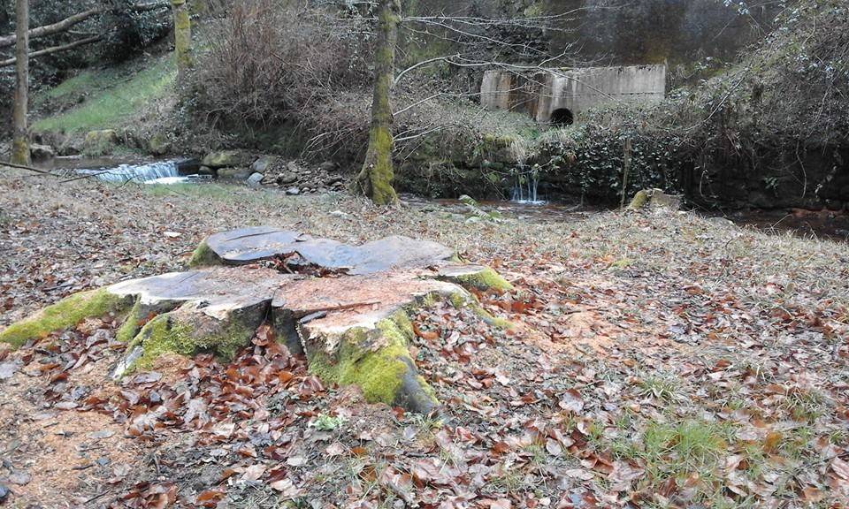 cadegliano viconago, parco argentera, taglio piante marzo 2016