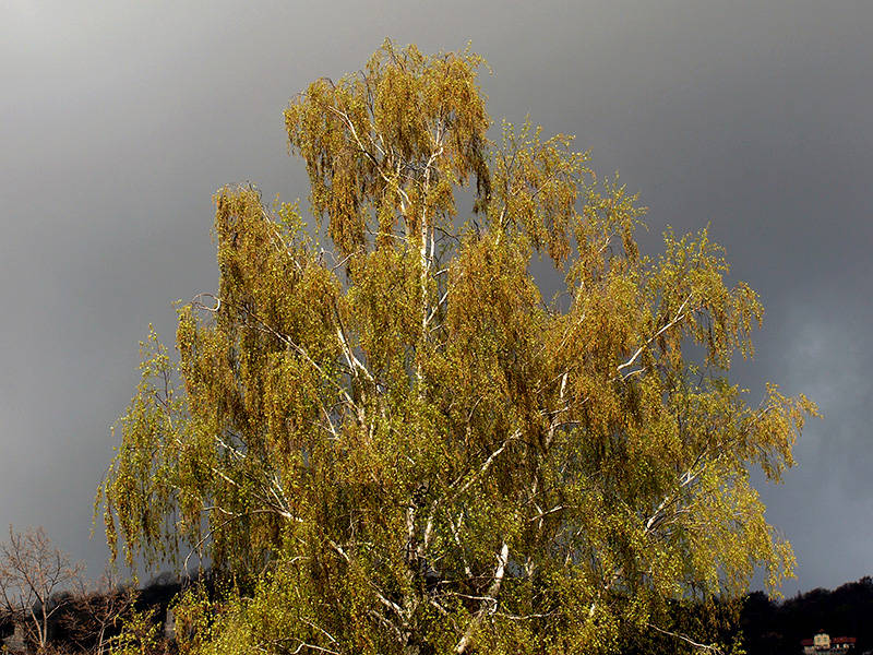 Betulla
