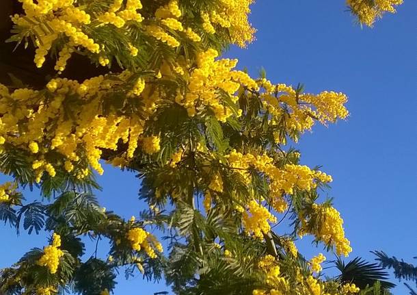 Mimosa post-nevicata