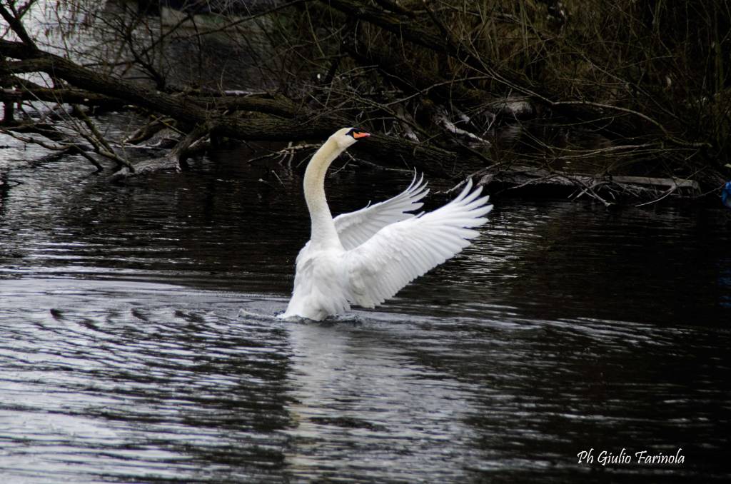 Golasecca... la danza del Cigno