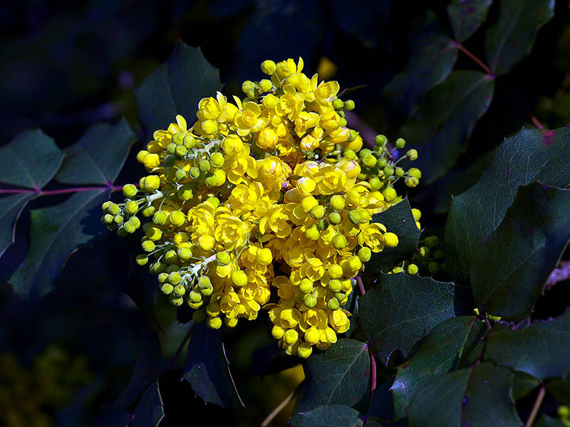 Verde e giallo