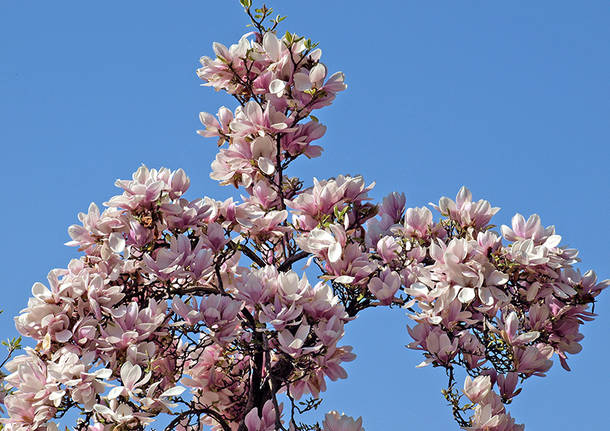 Magnolia rosa