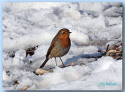 Pettirosso nella neve