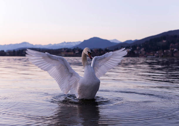 cigno lago di varese a gavirate michele monteverdi