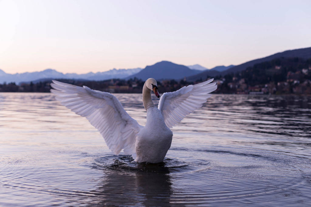 cigno lago di varese a gavirate michele monteverdi