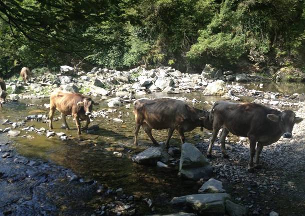 Curiglia con Monteviasco -  Piero, i Mulini e Monteviasco