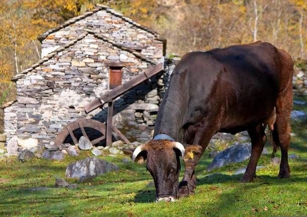 Curiglia con Monteviasco -  Piero, i Mulini e Monteviasco