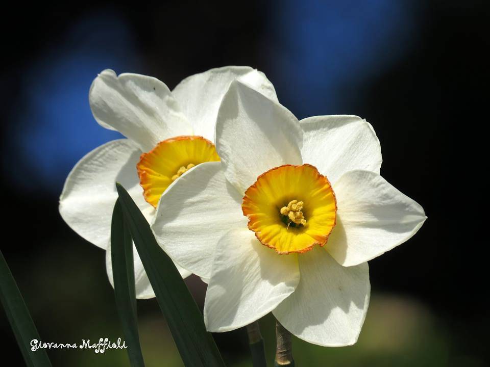 Fiori dei lettori
