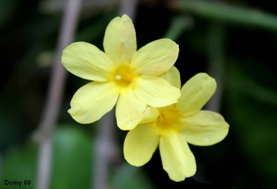 Fiori dei lettori