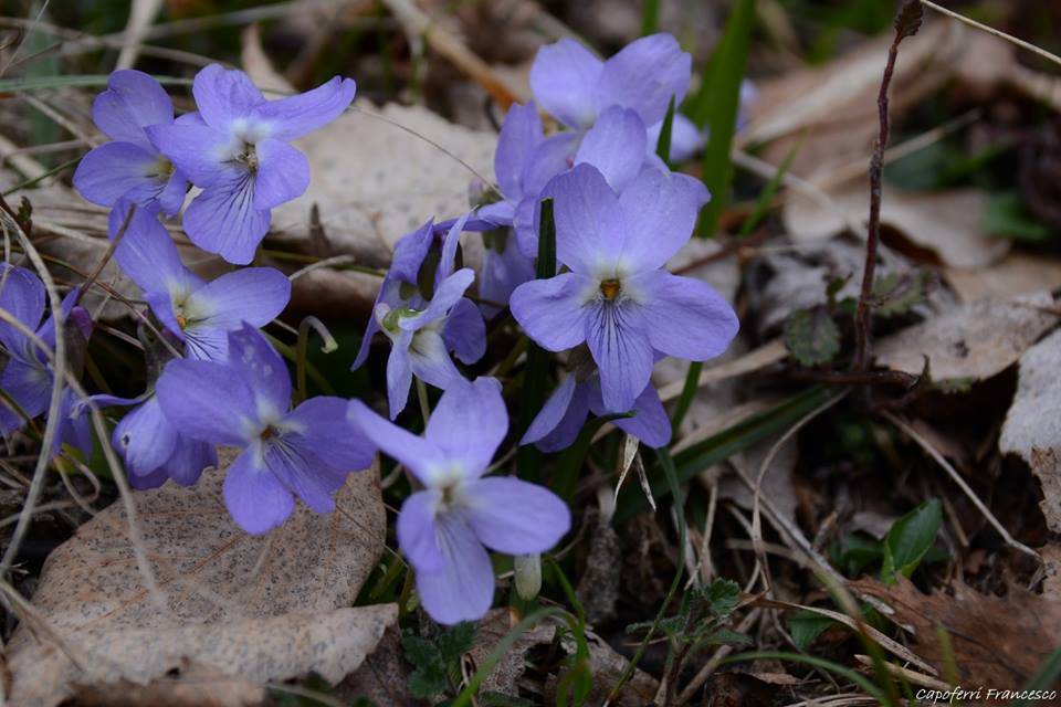 Fiori sul Monte Chiusarella - foto di Francesco Capoferri