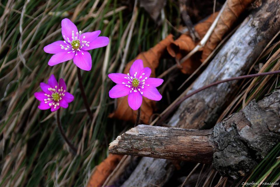 Fiori sul Monte Chiusarella - foto di Francesco Capoferri