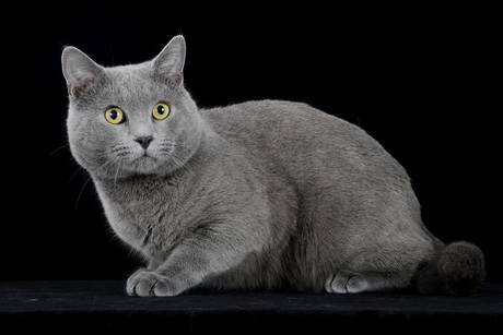 I gatti più belli del mondo