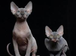 I gatti più belli del mondo