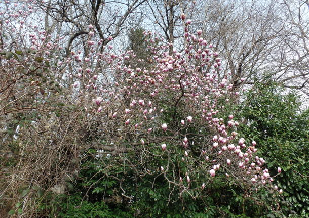 Il sangiuseppino