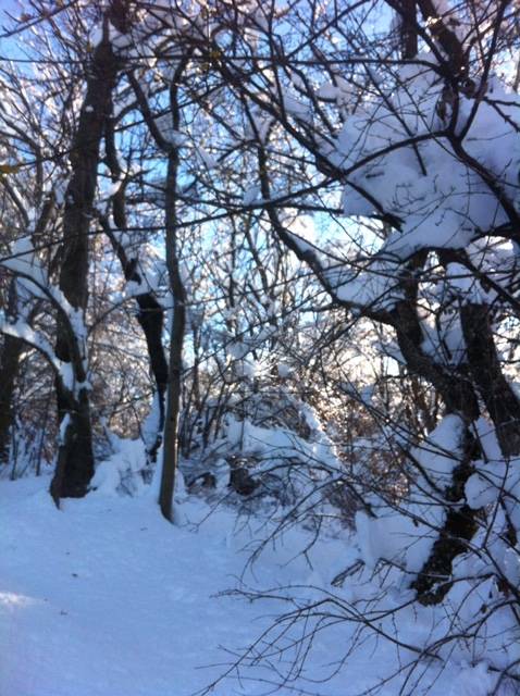 il tenente nella neve