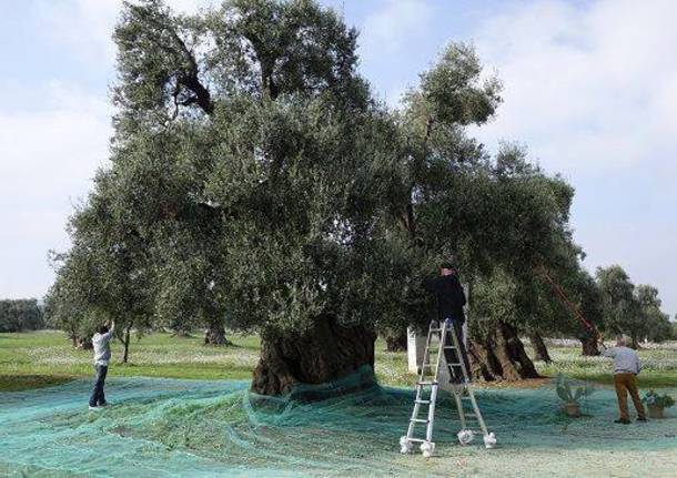 L'albero dell'anno