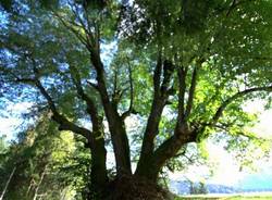 L'albero dell'anno