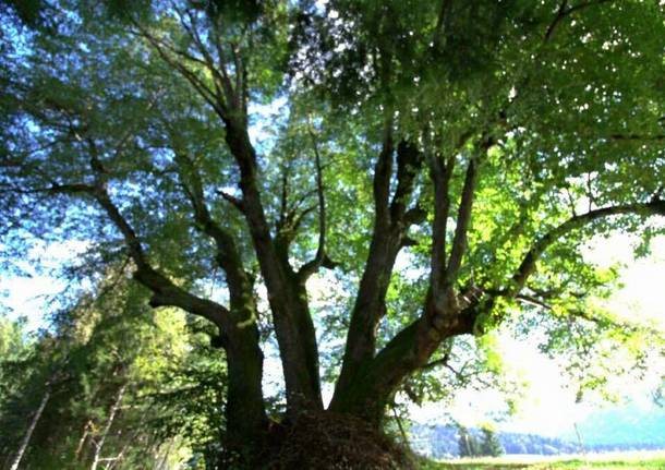 L'albero dell'anno